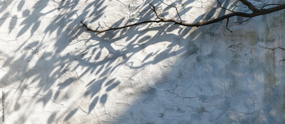 Poster a trees branch casts a shadow on a white wall, creating a striking contrast between light and dark.