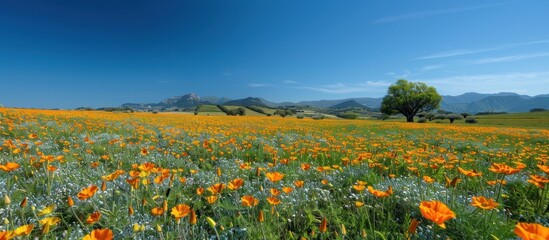 Fototapeta premium A field filled with orange flowers in full bloom under a clear blue sky on a sunny day.
