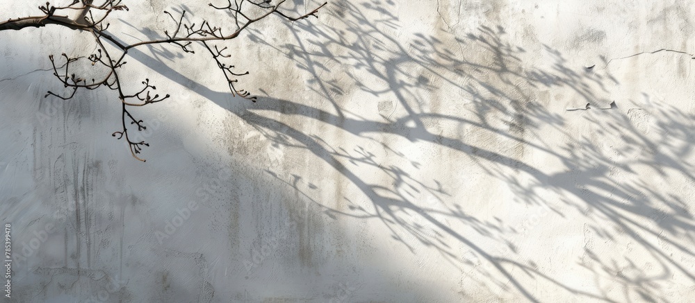 Poster a tree casting a shadow on a white wall, creating a striking contrast between light and dark.