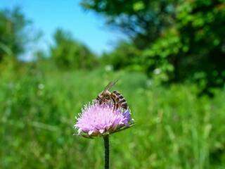 
Summer purple flower with bee on natural green background.