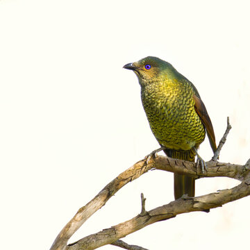Satin Bowerbird perched on branch against white background