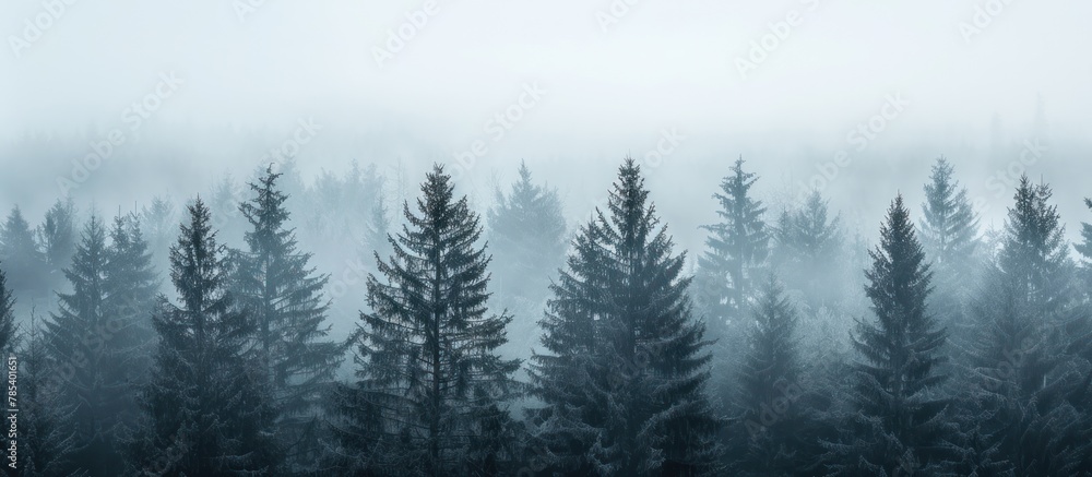 Poster a foggy forest filled with numerous trees, creating a mysterious and atmospheric scene.