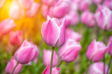 Close up shot of pink tulips in Emirgan Park. The blooming pink tulip in the spring. Pink flower...