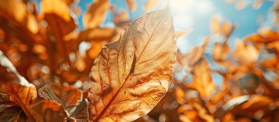 A detailed view of a tobacco leaf drying on a tree under the suns warm rays.