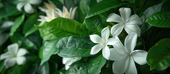 A cluster of white flowers surrounded by vibrant green leaves. - Powered by Adobe