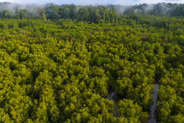 aerial view of mangrove forest at Sepilok Laut, Sabah Borneo, Malaysia.