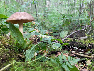a mushroom in a green clearing in the forest. a walk through the beautiful outdoors. Mushrooms with beautiful caps grow around the mushroom they are looking for, against the background of the forest