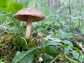 a mushroom in a green clearing in the forest. a walk through the beautiful outdoors. Mushrooms with beautiful caps grow around the mushroom they are looking for, against the background of the forest