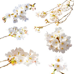 Set of sakura flower (cherry blossom) on transparent background