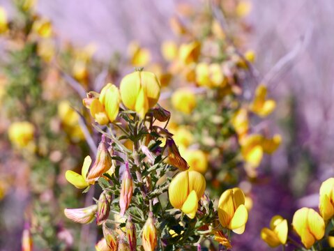 The yellow restharrow or shrubby rest-harrow (Ononis natrix) in flowers on a sand dune at Mediterranean cost of Spain, provincia Valencia, Spain