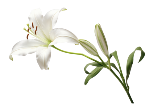 PNG Belladonna lily flower plant white