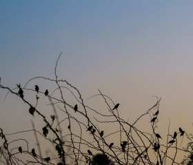 birds in the tree,Perching birds have strong feet and gripping toes that they use to perch