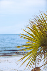A palm branch in front of the shoreline in Florida.