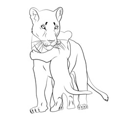 Young lioness with lion cub. Black and white vector image isolated on a white background
