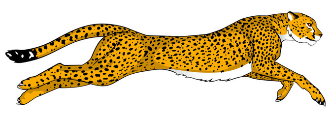 A cheetah running incredibly fast. Color version