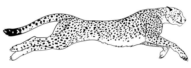A cheetah running incredibly fast. Black and white version