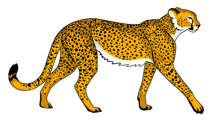 Calmly walking cheetah. Side view on white background
