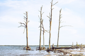 Exposed roots of a beach tree at low tide in Mashes Sands, Florida