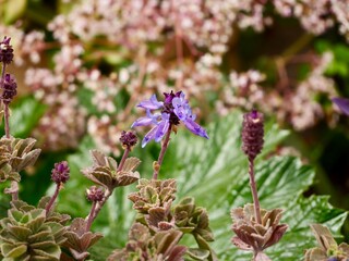 Flowers of Indian borage, country borage, French thyme, Indian mint, Mexican mint, Cuban oregano, soup mint, Spanish thyme (Coleus amboinicus, synonym Plectranthus amboinicus), Spain