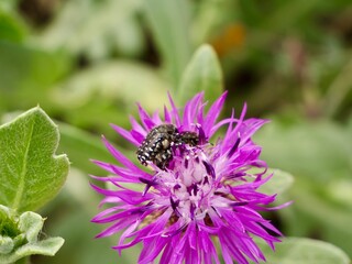 Flowers of Centaurea seridis with bugs, seaside at El Grao de Castellon, Valencia, Spain 