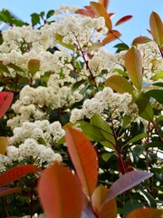 Blossom of Photinia × fraseri, a red tip photinia or Christmas berry, a hybrid between Photinia glabra and Photinia serratifolia, Spain