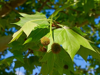 London plane or London planetree (Platanus × acerifolia, Platanus × hispanica) or hybrid plane. A hybrid of Platanus orientalis (oriental plane) and Platanus occidentalis (American sycamore)