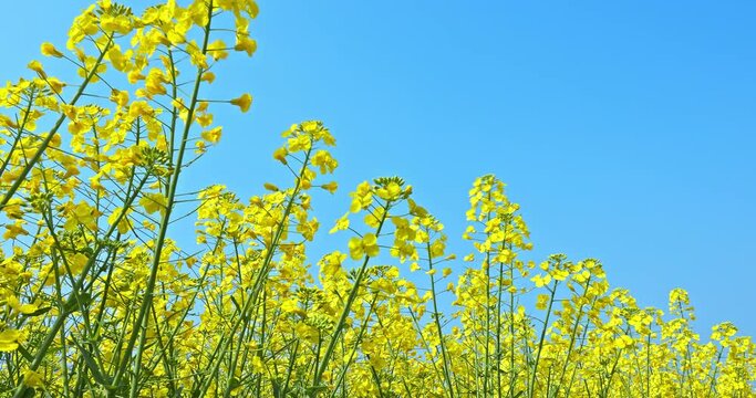 Yellow rape flowers bloom in spring. Beautiful rape blossoms swaying in the wind. 