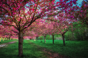 Kirschblüte - Kirschbäume - Asahi - Teltow - Brandenburg - Germany - Blütenpracht - Cherry -...