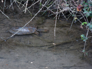 turtle, volatile, animal, water, plants, spring, fauna, wildlife