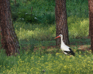stork, bird, nature, wild nature, forest, trees, meadow, flowers