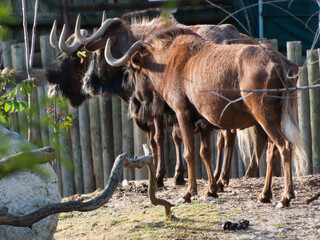 antelopes, wildebeest, african, zoo, nature, wildlife, fauna, ho