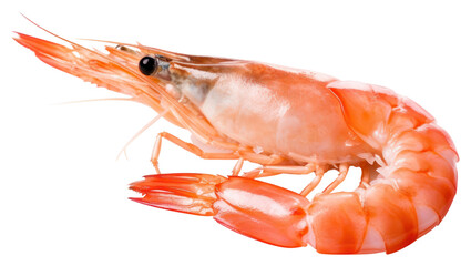 PNG Fresh shrimp lobster seafood animal
