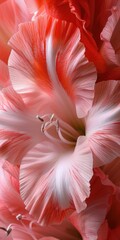Close-Up of Fragile Gladiola Flower Head in Full Frame - obrazy, fototapety, plakaty