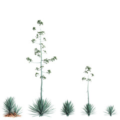 3d illustration of set Agave rhodacantha tree isolated on transparent background