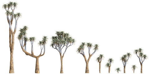 3d illustration of set Aloe pillansii tree isolated on transparent background