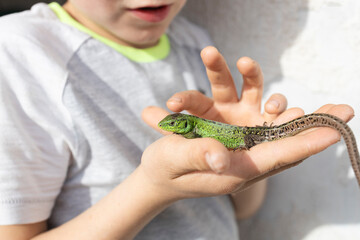 The child holds a green lizard in his hands, looks at it with admiration and studies it. The child...
