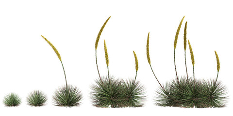3d illustration of set Agave stricta bush isolated on transparent background