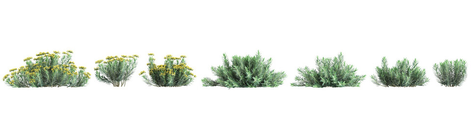 3d illustration of set Euphorbia rigida bush isolated on transparent background - obrazy, fototapety, plakaty