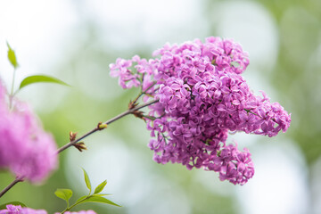 Fliederblüte in Nahaufnhme und geringer Tiefenschärfe