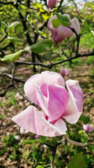Fototapeta premium Magnolia flower, close-up on a blurred background. Spring blooming magnolia in the park. Beautiful pink flower. Magnolia flowers on a branch. Natural spring background with beautiful flowers