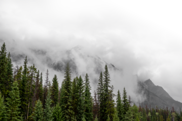 Dramatic view of Rocky Mountains enclosed in mist and clouds with green spruce trees in the foreground.  The clouds fade to transparent towards the top right.
