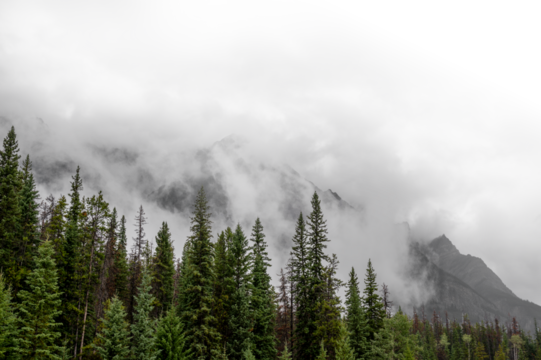 Dramatic view of Rocky Mountains enclosed in mist and clouds with green spruce trees in the foreground.  The clouds fade to transparent towards the top right.
