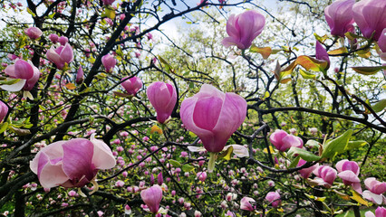 Pink magnolia flowers close up. Blooming tree in spring. Magnolia flowers on a branch. Natural spring background with beautiful flowers. Elegant and delicate flower