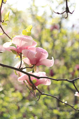 Pink magnolia flowers close up. Blooming tree in spring. Magnolia flowers on a branch. Natural spring background with beautiful flowers. Elegant and delicate flower