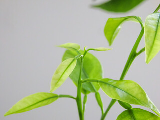Fresh green young lemon leaves. Green and young lemon leaves