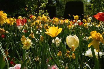 Flowers blooming in a flowerbed in a spring park, garden. Multicolored yellow red tulips and daffodils in bloom in retro pale colors Summertime nature
