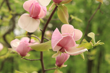 Fototapeta premium Pink magnolia flowers close up. Blooming tree in spring. Magnolia flowers on a branch. Natural spring background with beautiful flowers. Elegant and delicate flower