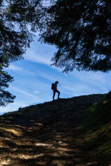 Silhouette of female hiker with shield cap and backpack under a fir tree towards blue sky 
