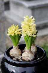 Simple decoration with yellow hyacinth flowers.