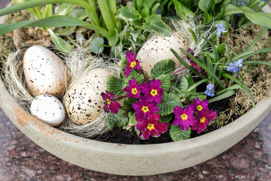 Easter decoration with primula flowers and eggs.